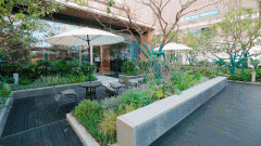 随风摇摆的乌桕树取环形水景相映成